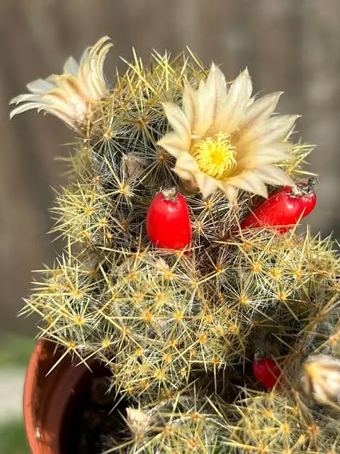 Mamillarria prolifera (Small)