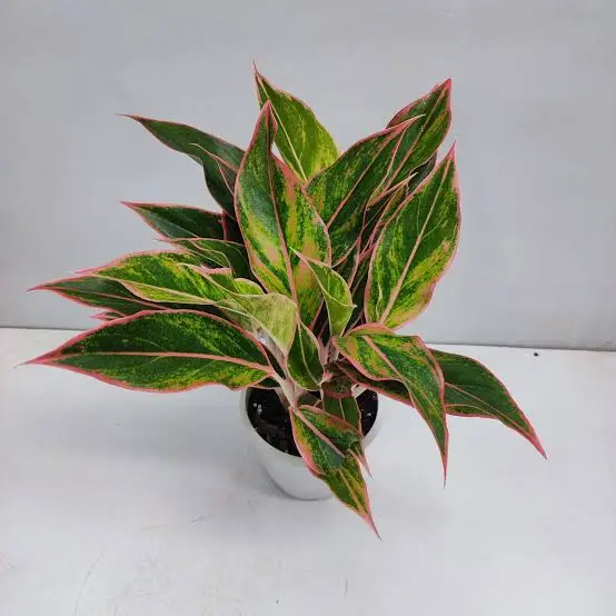 Pink lipstick aglaonema