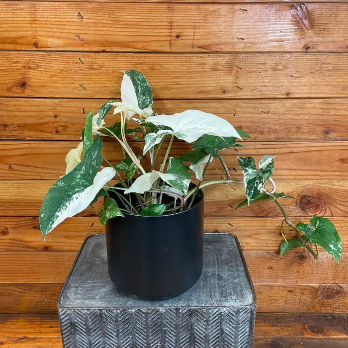 Syngonium white beauty (Small)