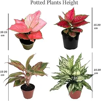 Aglaonema combo (Small)
