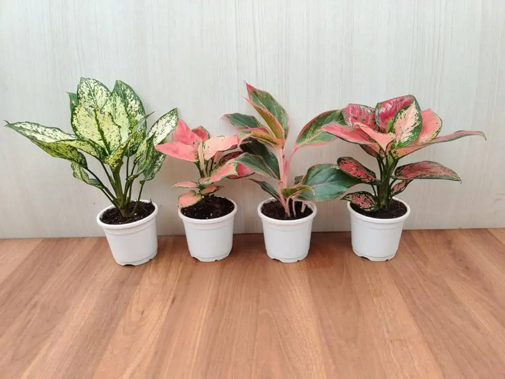 Aglaonema combo (Small)