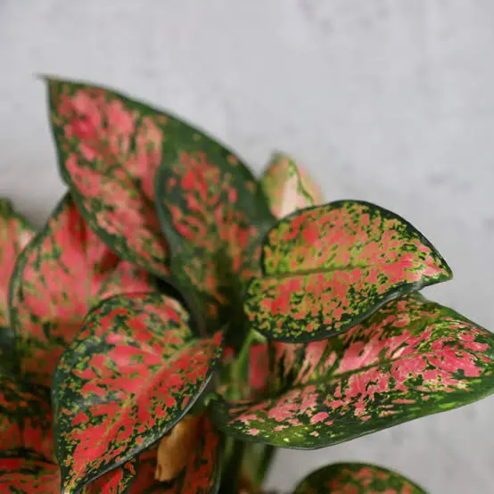 Aglaonema