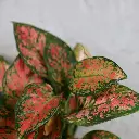 Aglaonema
