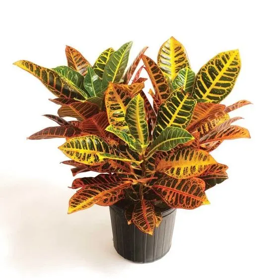 Croton (Codiaeum variegatum)