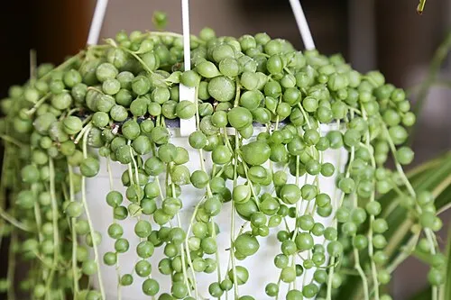 Curio rowleyanus (string-of-pearls)