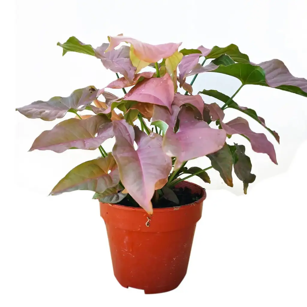 Syngonium podophyllum 'Pink'