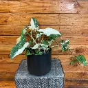 Syngonium white beauty