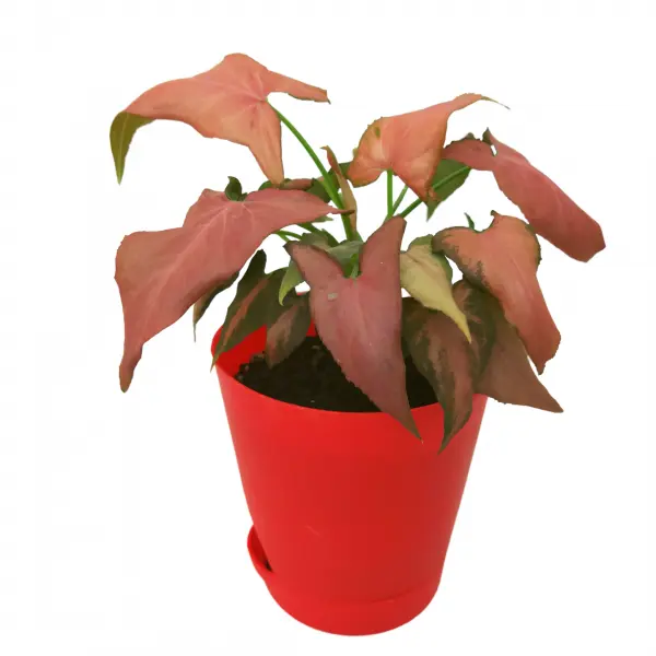 Syngonium pink perfection
