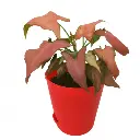 Syngonium pink perfection