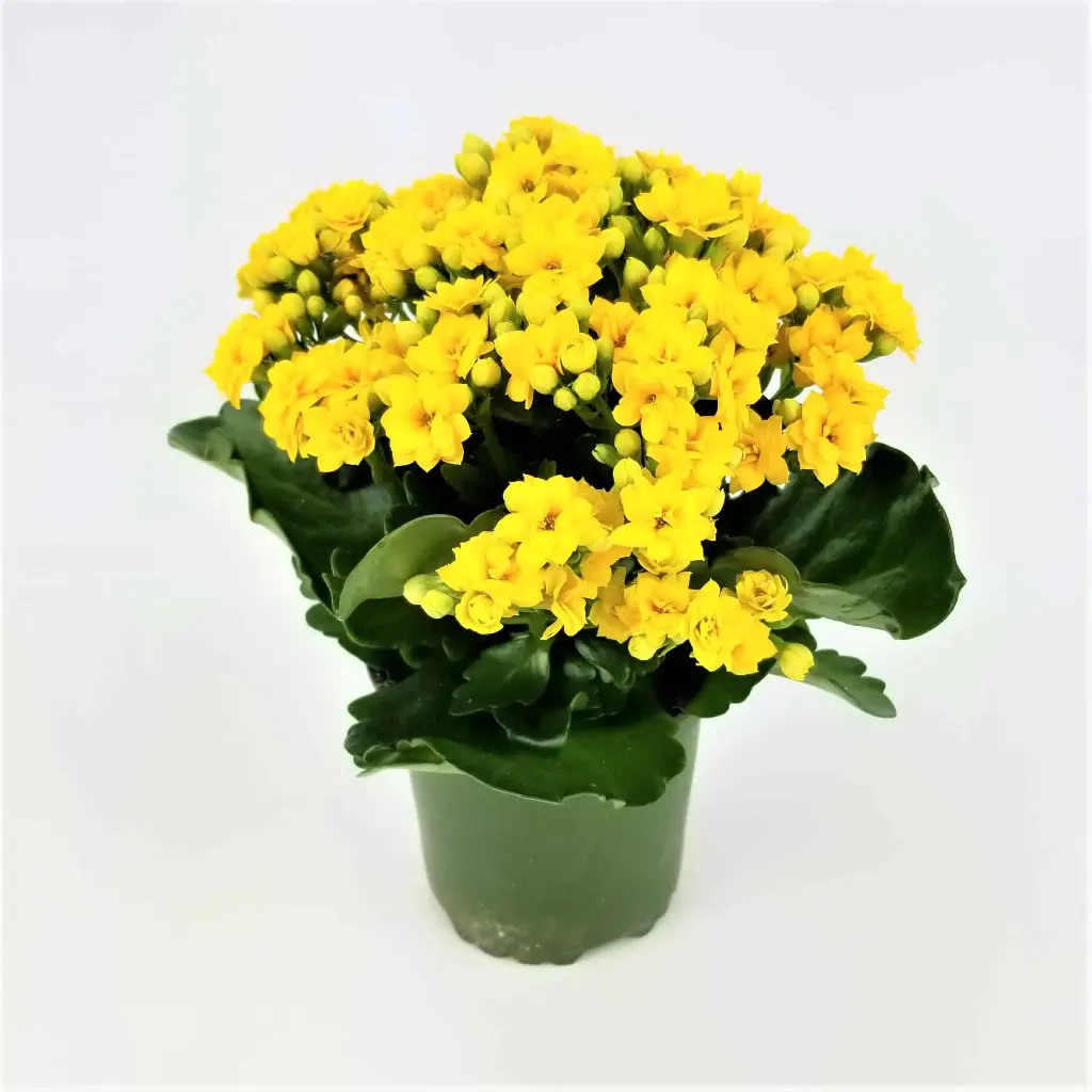 Kalanchoe yellow