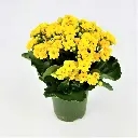 Kalanchoe yellow