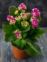 Kalanchoe pink
