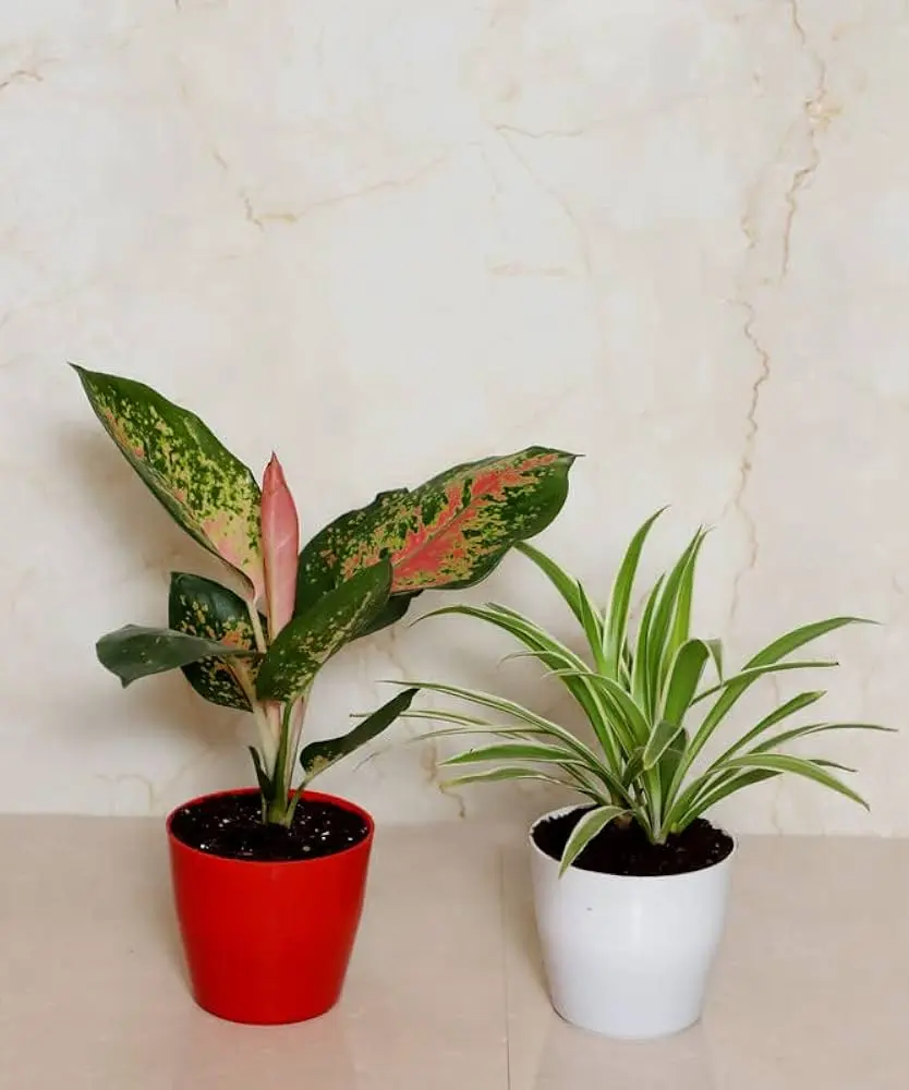 Aglaonema & Spider plant