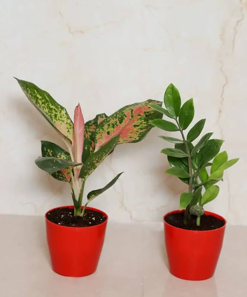 Aglaonema & ZZ plant Combo
