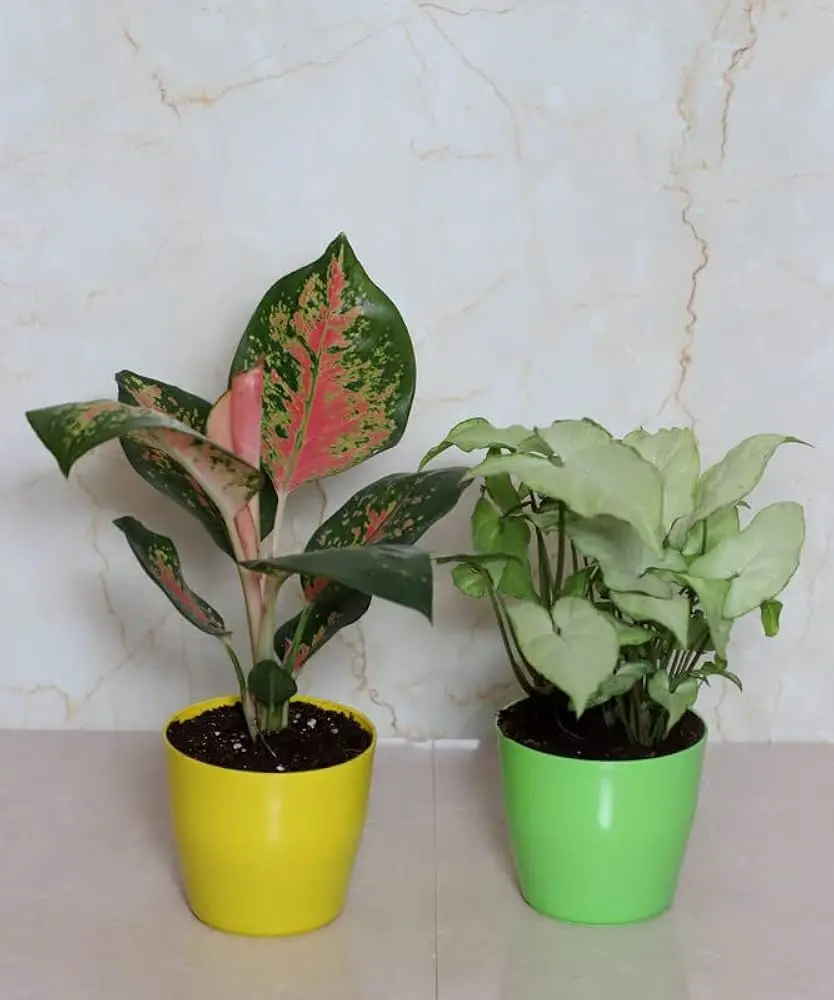 Aglaonema & syngonium combo