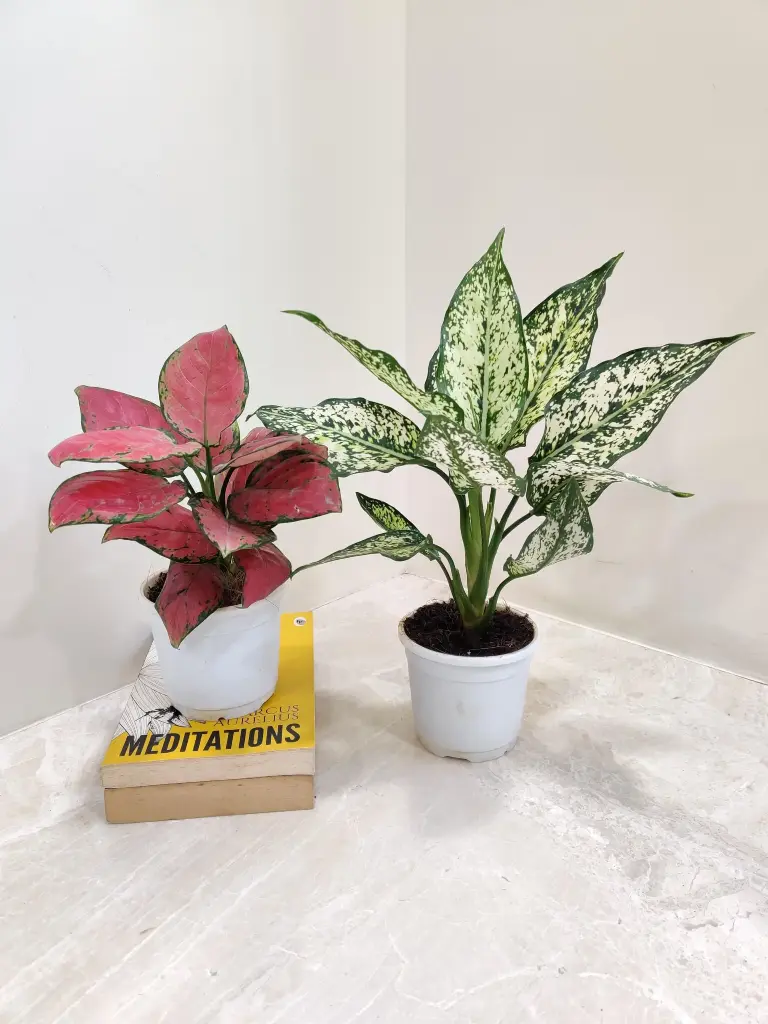 Aglaonema combo
