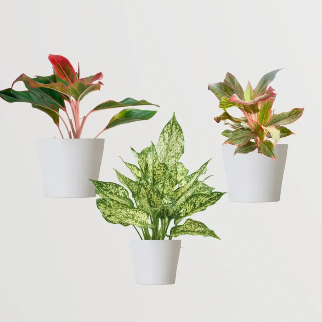Best deal combo offer |Aglaonema