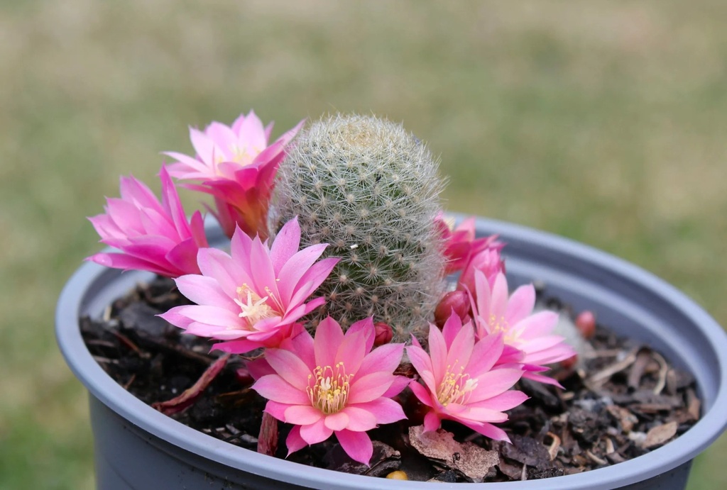 Rebutia Cactus