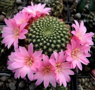 Rebutia Cactus