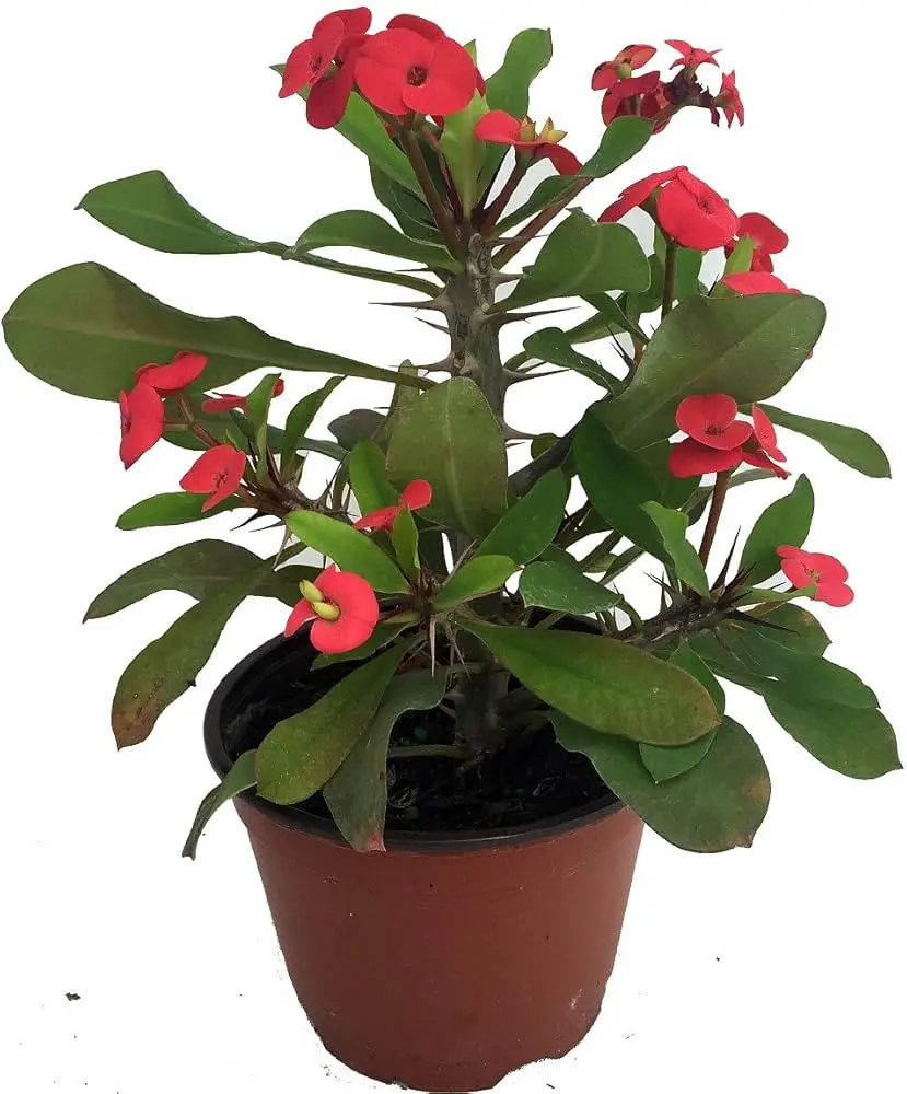 Euphorbia milii Red
