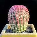 Echinopsis regidissimus