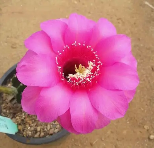 Echinopsis pink beauty