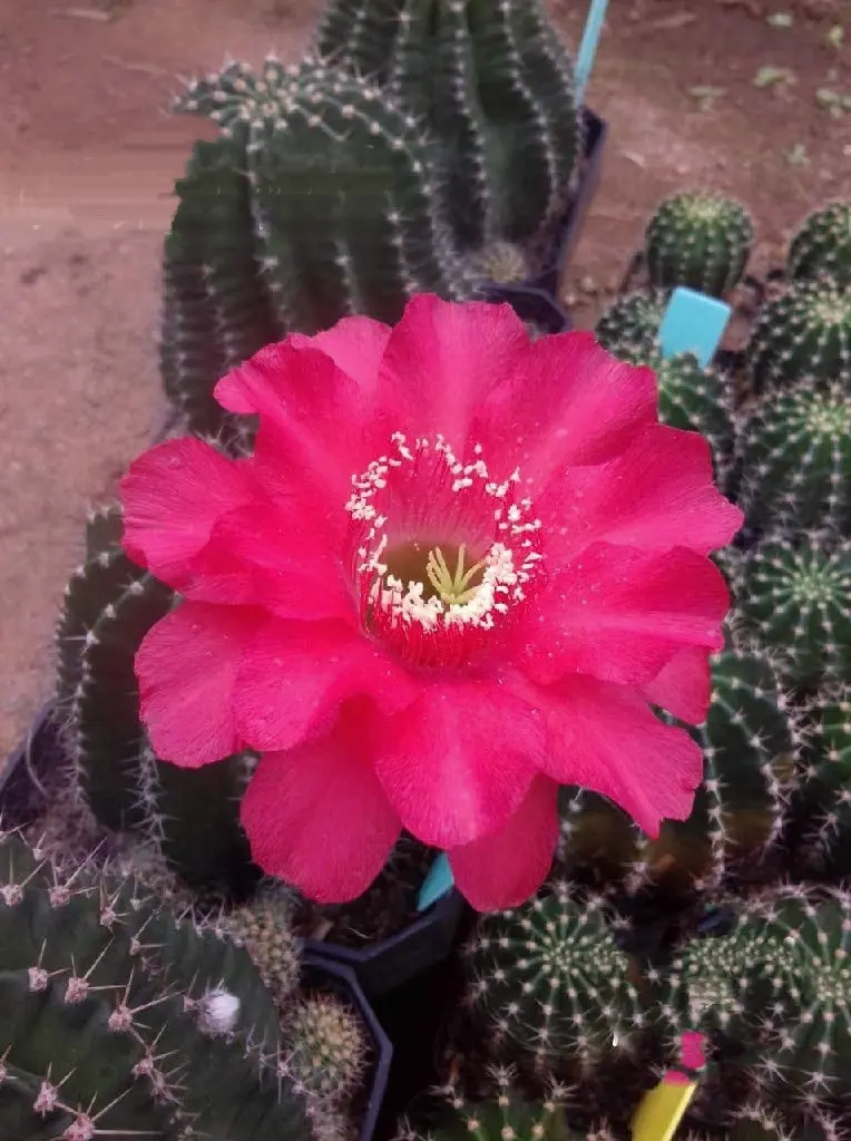 Echinopsis Red beauty