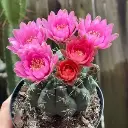 Gymnocalycium Baldinum Pink
