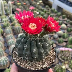 Gymnocalycium Red