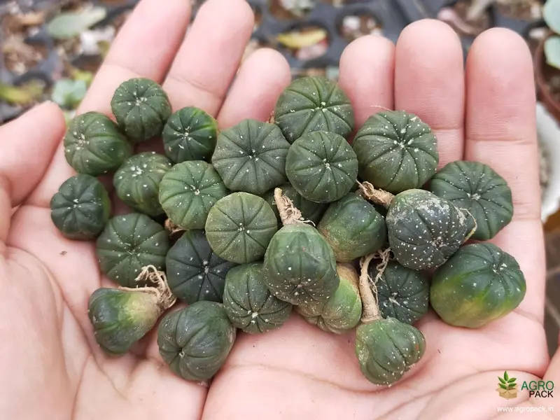 Astrophytum seedlings