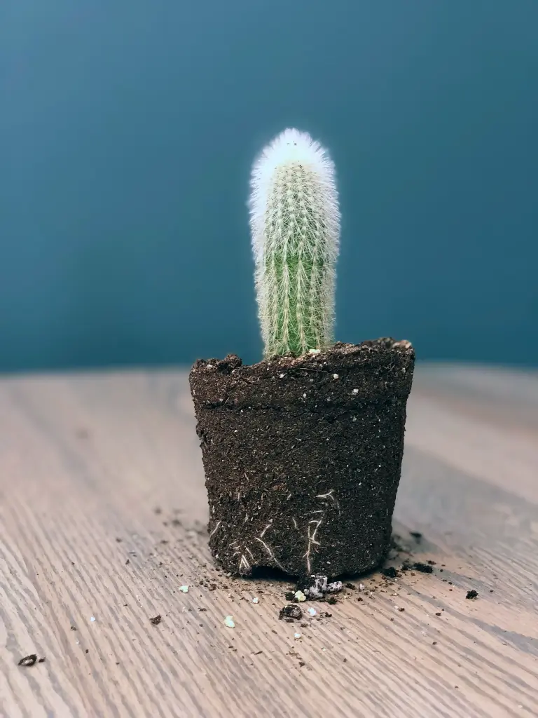 Caphalocereus Senelis | Old Man Cactus