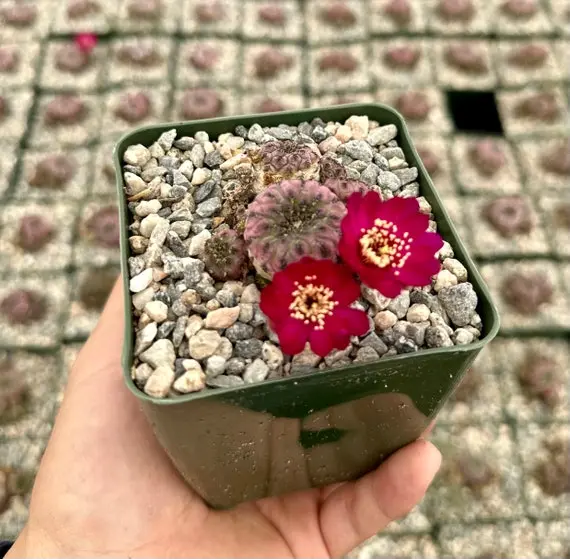 Sulcorerebutia Rauchi