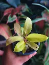 Yellow aglaonema Rare
