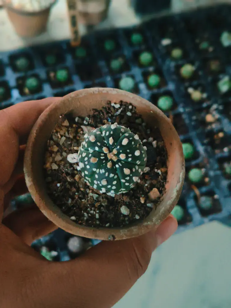 Astrophytum superkabotoo