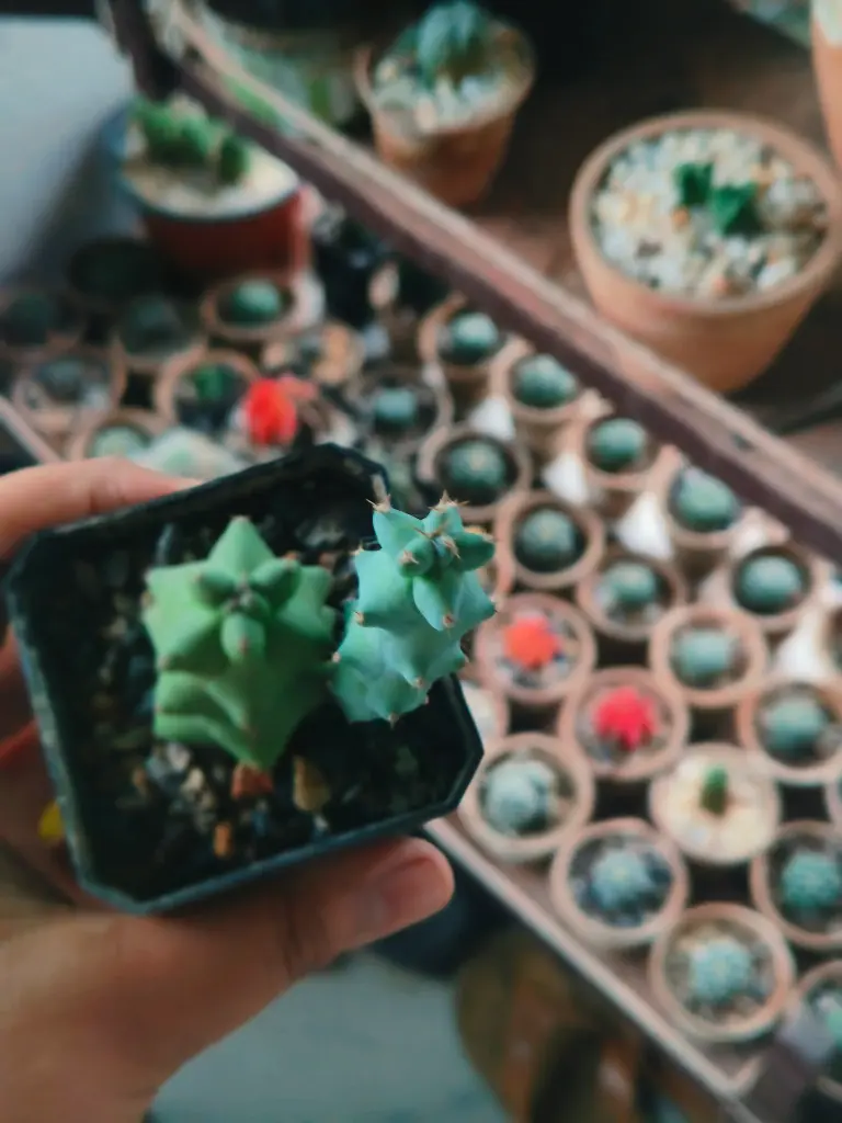 Myrtillocactus geometrizans fukurokuryuzinboku