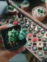 Myrtillocactus geometrizans fukurokuryuzinboku