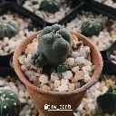 Lophophora diffusa