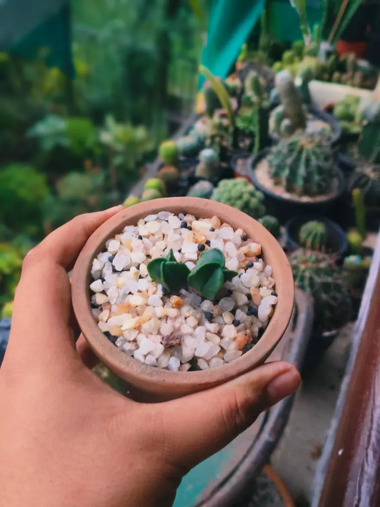 Astrophytum myriostigma double headed
