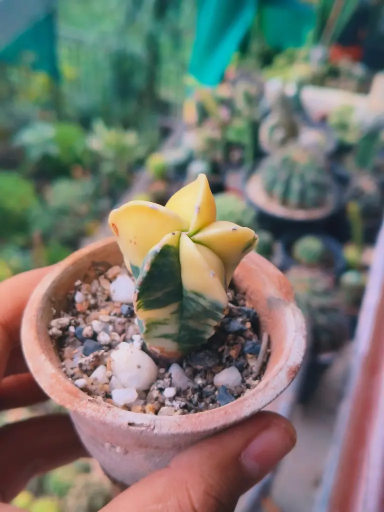 Astrophytum pentacostatum verigata rare