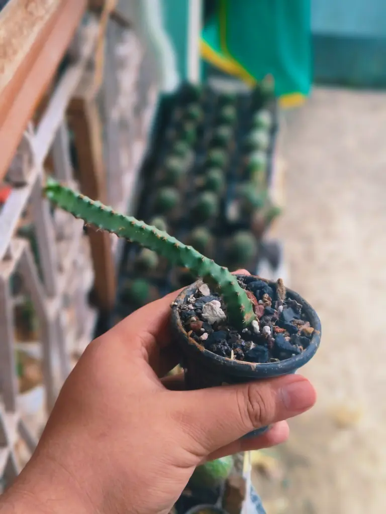 Echinocereus pentalophus