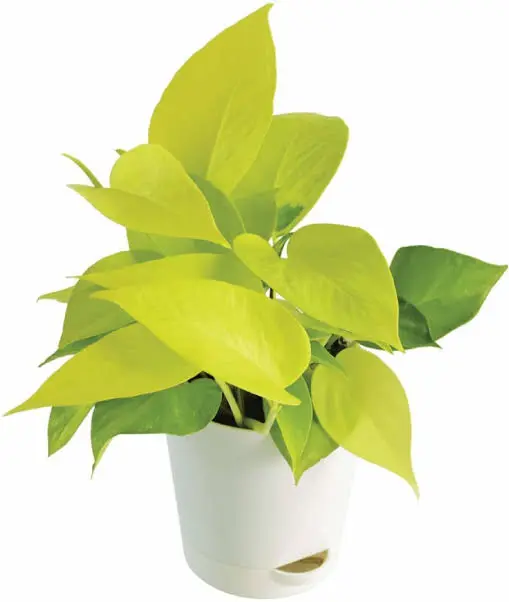 Evergreen money plant (Small)