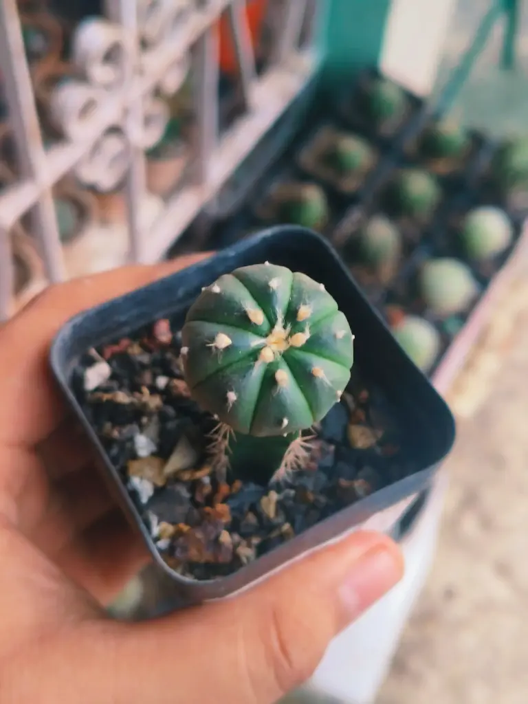 Astrophytum asterias grafted