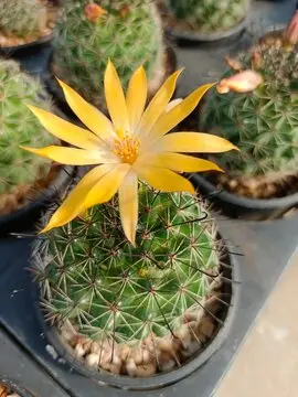 Mamillarria beneckei