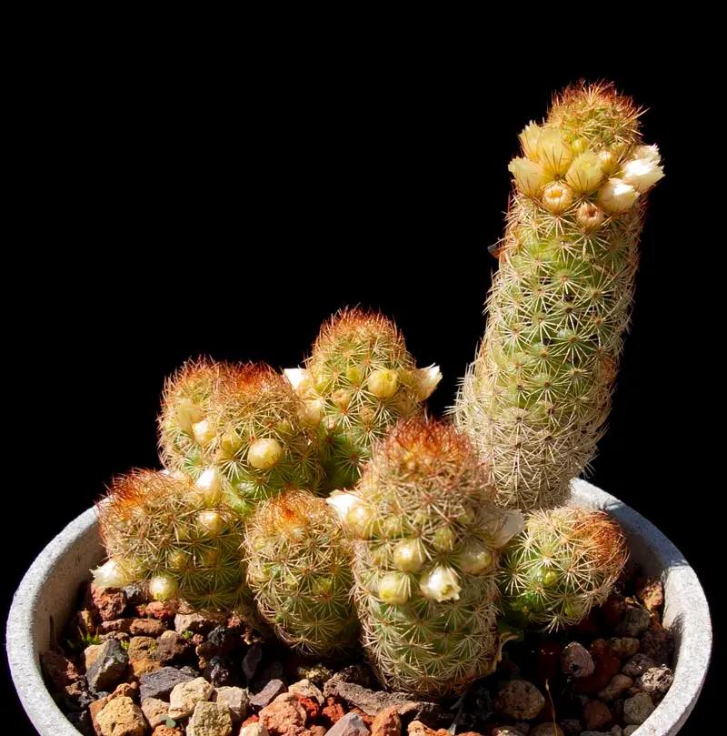 Mamillarria elongata