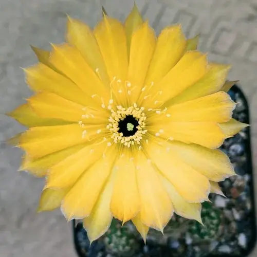 Lobivia aracnacantha