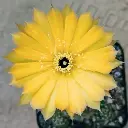 Lobivia aracnacantha