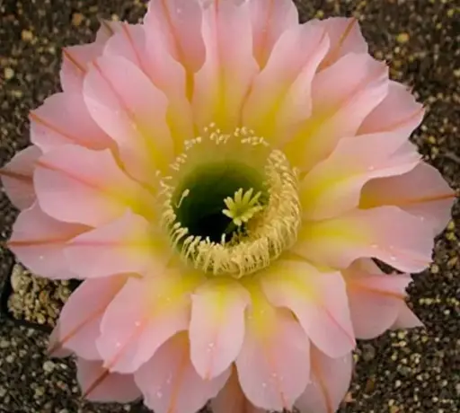 Echinopsis Edwardian Lady Live Cactus Plant