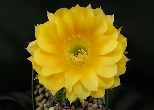 Echinopsis yellow hybrid