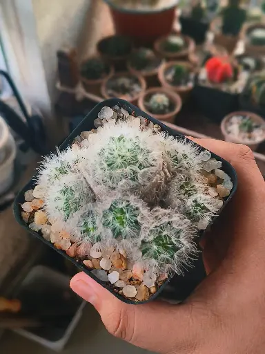 Mamillarria Plumosa