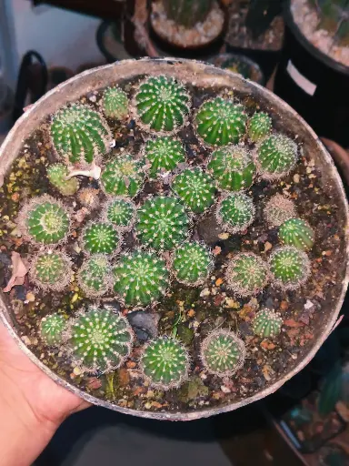 Echinopsis hybrid seedlings